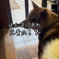 お母さんに確認するごんちゃん