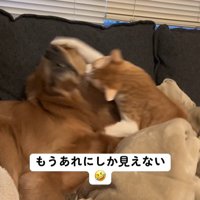 猫パンチ！！