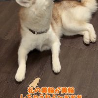 遠吠えするハスキー