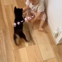 床に座る男の子と、男の子のまわりを走る子犬