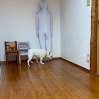 壁と同化したらコロちゃんは気づく？7