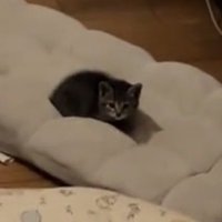 クッションに座る子猫