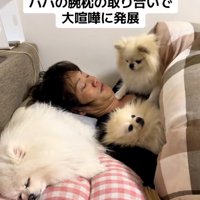 パパとポメラニアン3姉妹