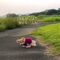 お散歩を楽しむさくらちゃん2