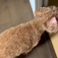 ドアを開けてあげたら…