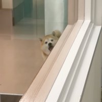 顔を覗かせる柴犬
