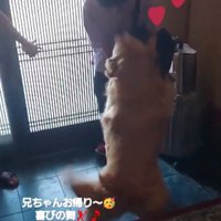 歓迎する大型犬