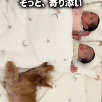 布団で眠る3人の赤ちゃんの隣で眠る犬