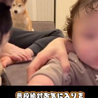 おもちゃを奪った麦ちゃん2