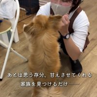 人と向き合う犬
