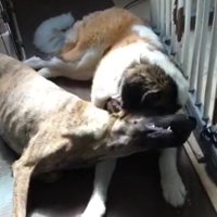 顔をすりあわせる大型犬と後輩犬
