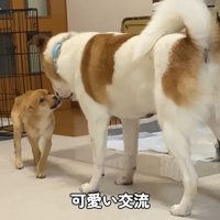 こつめちゃんも徐々に慣れてきた