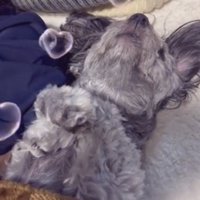 仰向けで熟睡する犬