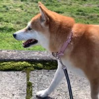 軽やかな足取りでトコトコ♪
