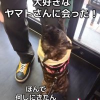 遊んで欲しいヴィヴィちゃん