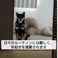 朝早く起こされるのだそう