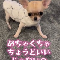 もこもこの洋服を着た犬