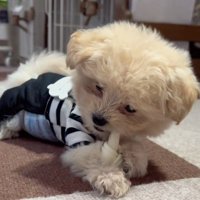 ラテちゃんも真似っ子♪