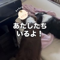 赤ちゃんに寄り添う2匹の犬