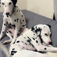 ソファで怒られる弟を呆れた表情で見つめる兄（ダルメシアン）