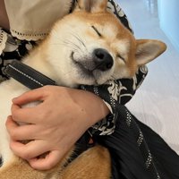 抱っこされながら眠る柴犬