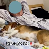 横になるさらんちゃん