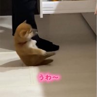 倒れる子犬1