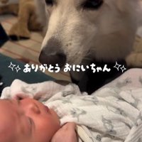 赤ちゃんが泣いた時のワンダくん⑩