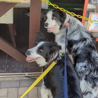 ママの機嫌が悪い時のワンコたちの行動4