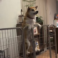 柵に登る犬3