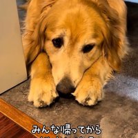 寂しそうに伏せるゴールデン