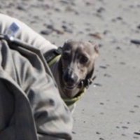 飼い主さんを心配するプットくん3