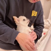 チワワのうにちゃん