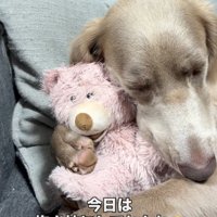 ぬいぐるみと添い寝する犬
