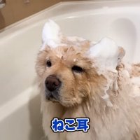 泡で遊ぶも…この表情