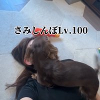 顔の上に乗って甘える犬