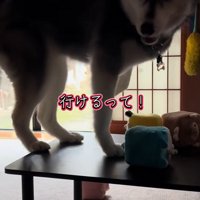 飼い主を見つめる大型犬