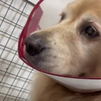 二重ロック役のバルドちゃん