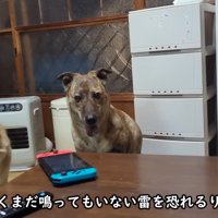 りゅうさんを励ますもかちゃん