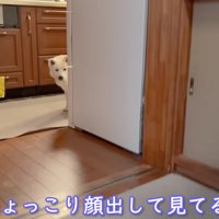 ご飯はまだかな？