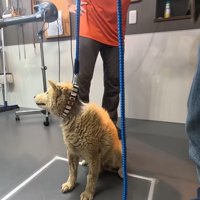 全身汚れてゴワゴワのくーちゃん