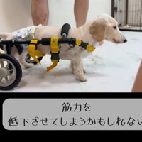 車椅子に挑戦する琥珀くん5