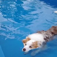 プールで遊ぶボーダーコリー