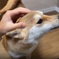 なでられる犬3