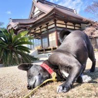 ブラジルの犬の声、聞こえたかな？