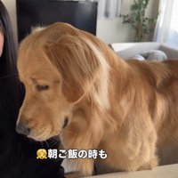 女の子のそばに座る犬
