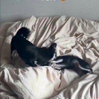 遊ぶ犬1