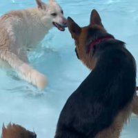 吠えられる大型犬