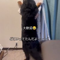 カーテン裏から出てきた女性に飛びつく犬
