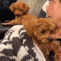 先輩犬の雲ちゃんがジロリ…！